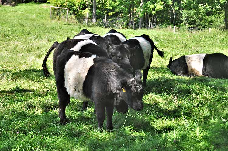 black and white cows
